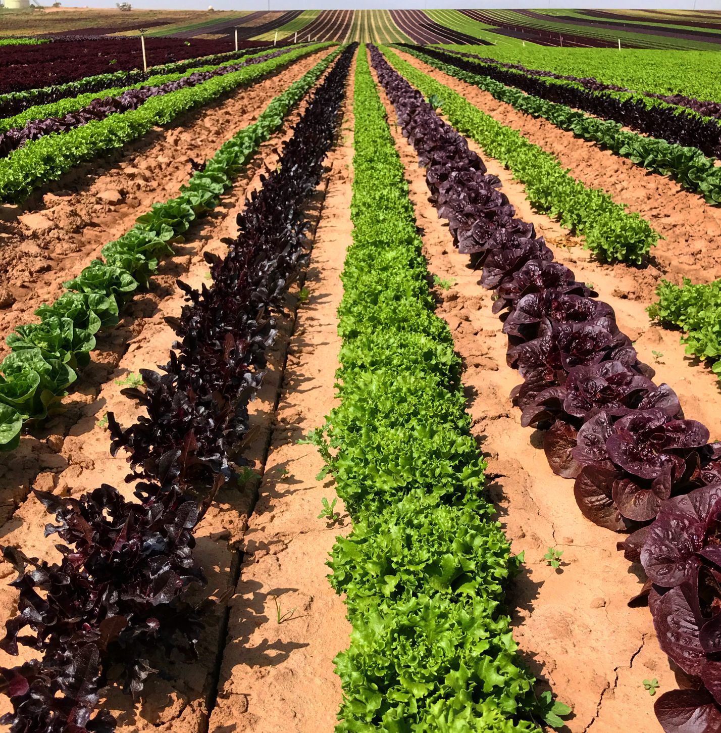 Matt Hiltner - Baby Lettuce in Santa Maria Valley.jpg